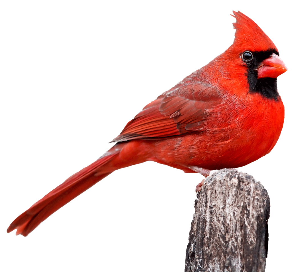 Photo of a male Northern Cardinal standing on a tree stump.