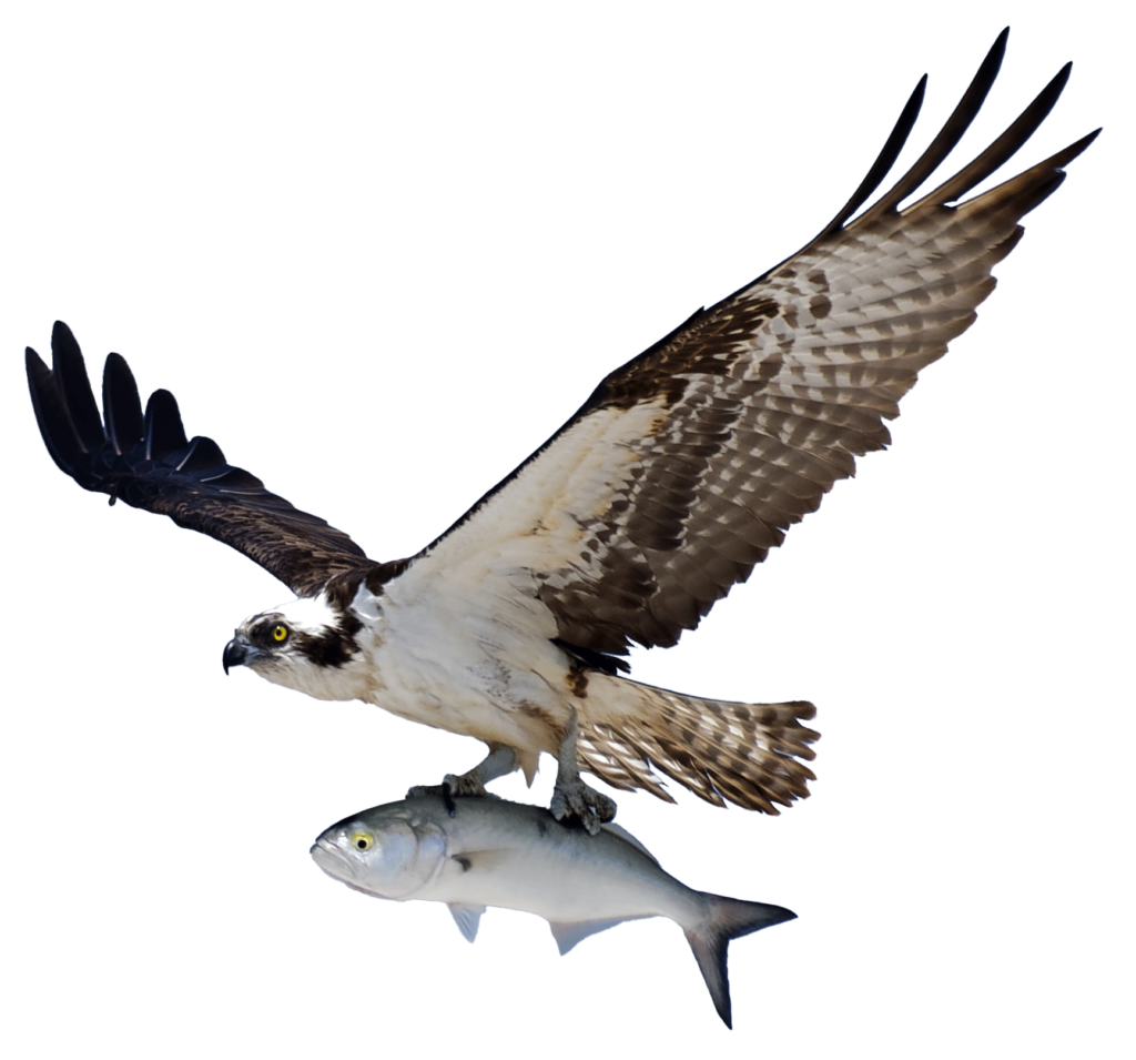 A flying osprey holding a fish in its talons.